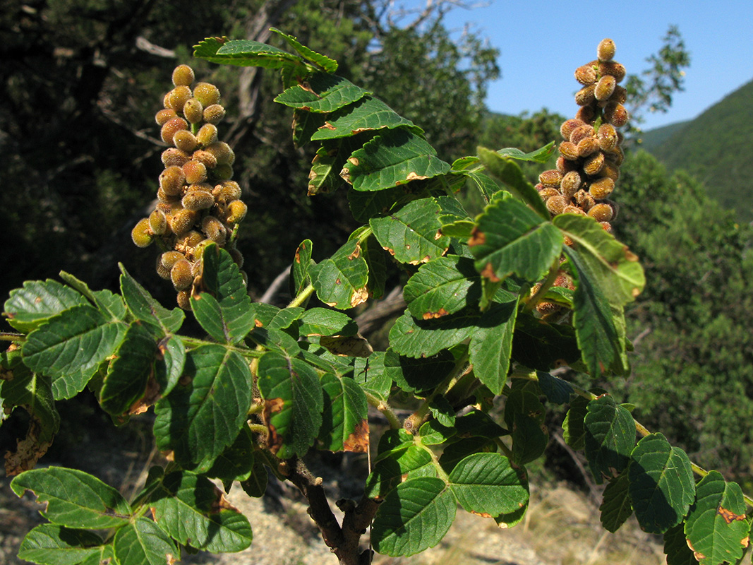 Image of Rhus coriaria specimen.