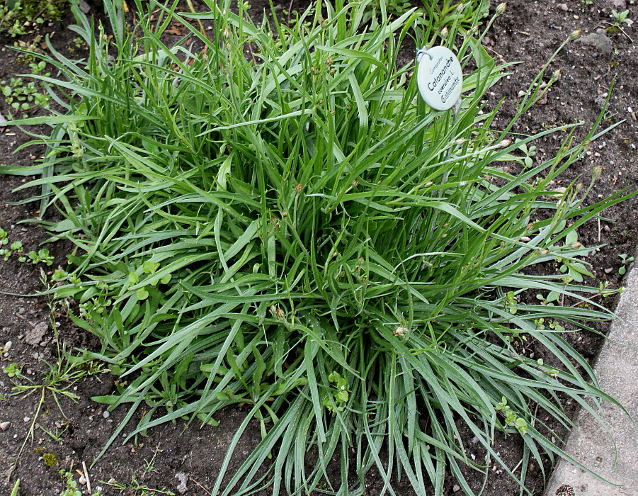 Image of Catananche caerulea specimen.