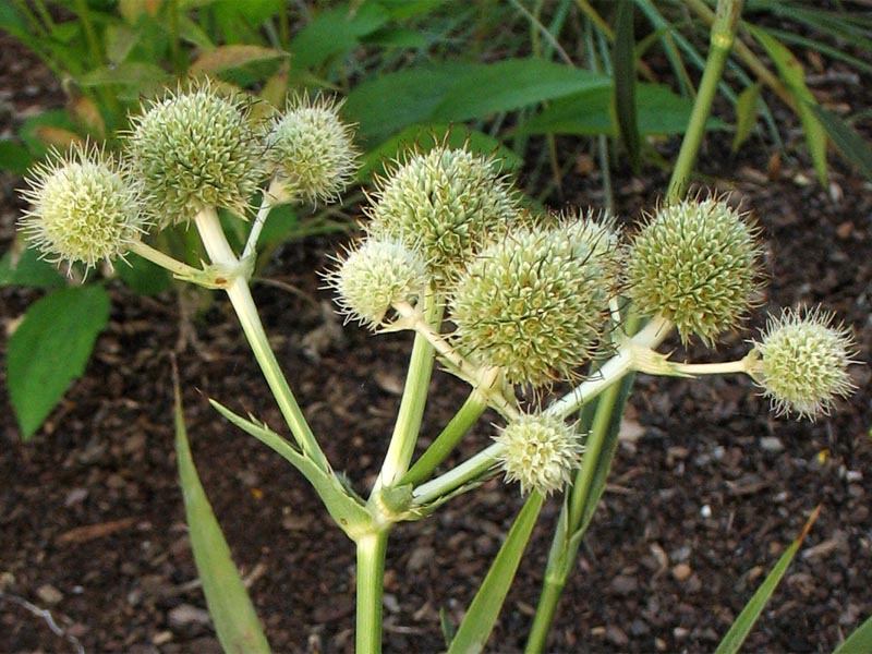 Изображение особи Eryngium yuccifolium.