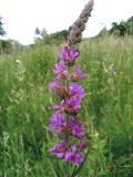 Lythrum salicaria