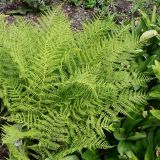 Athyrium filix-femina