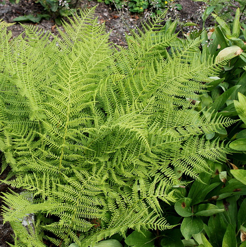 Image of Athyrium filix-femina specimen.