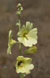 Alcea rugosa