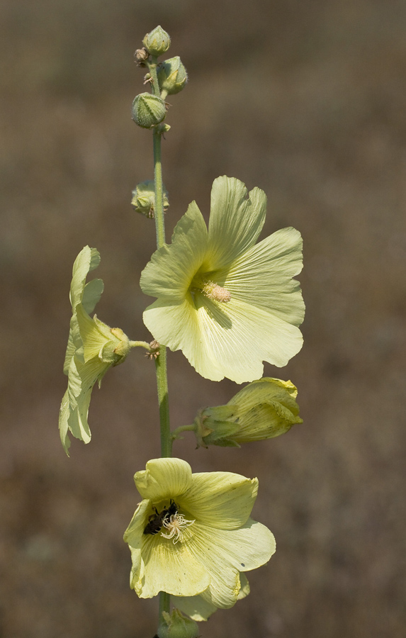 Image of Alcea rugosa specimen.