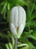 Viola palustris. Плод. Костромская обл., Кадыйский р-н, окрестности дер. Селище, просека под ЛЭП. 14.09.2013.