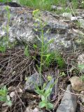 Draba huetii