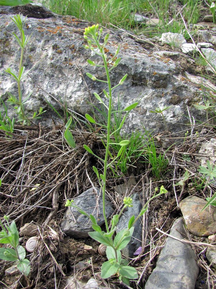 Изображение особи Draba huetii.