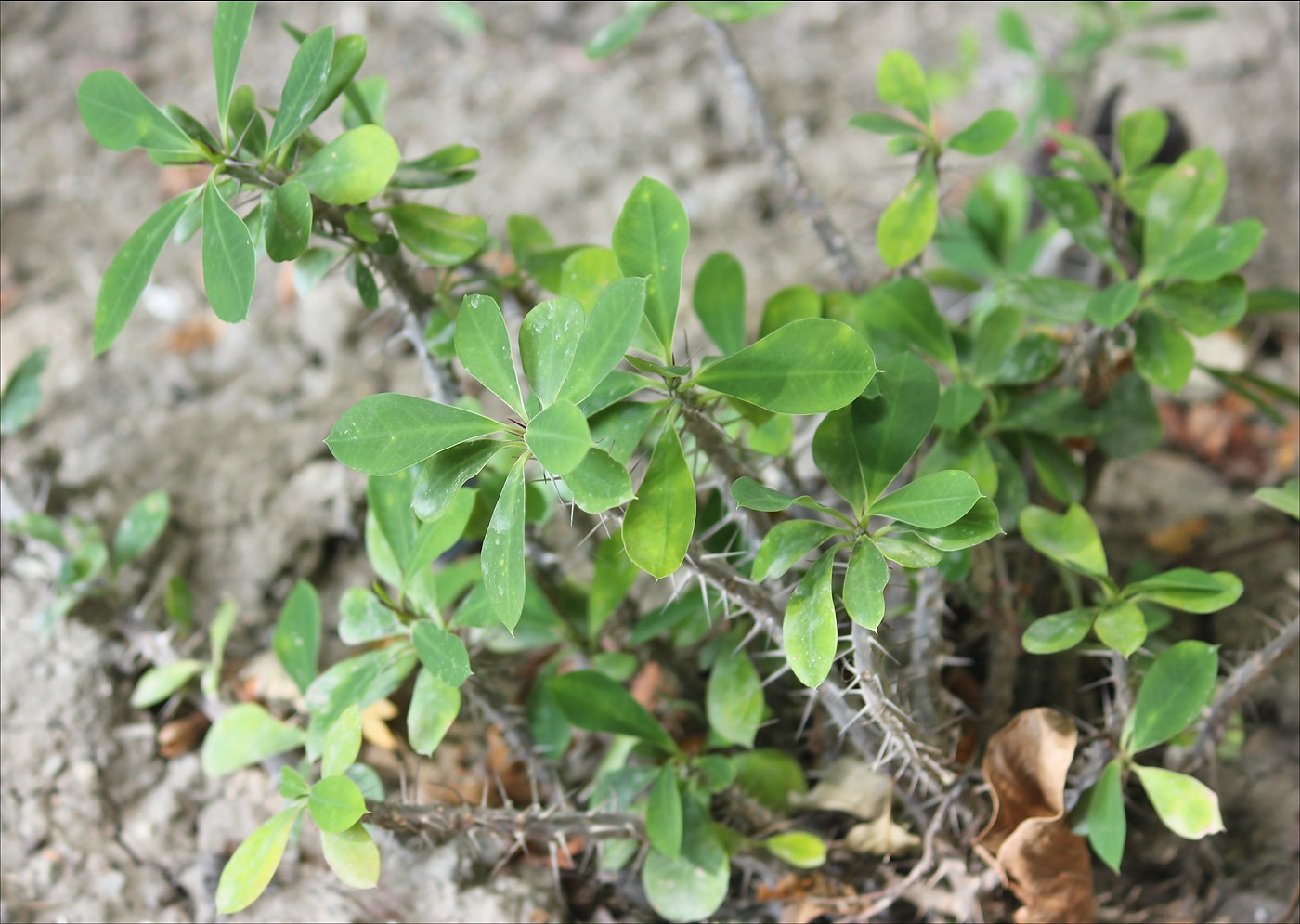 Изображение особи Euphorbia splendens.