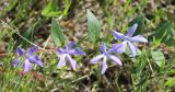 Vinca herbacea