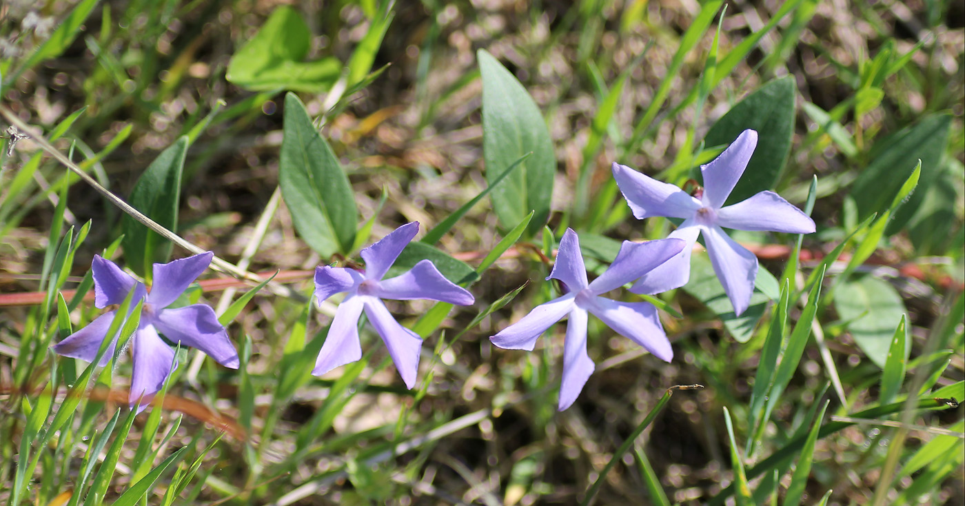 Изображение особи Vinca herbacea.
