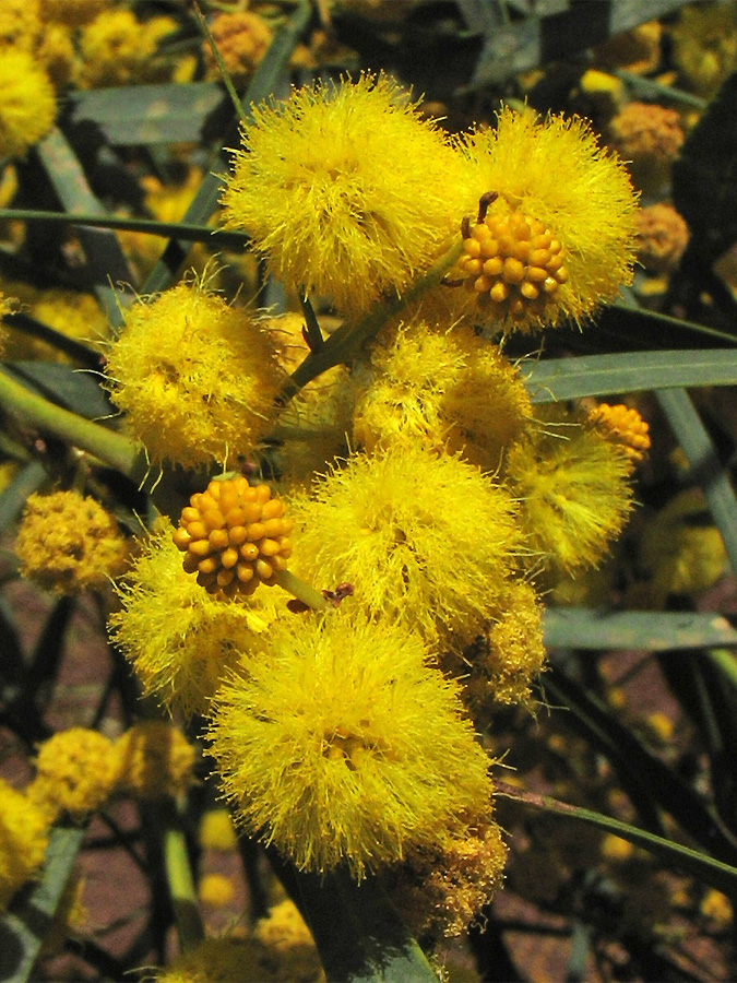 Image of Acacia saligna specimen.
