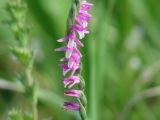 Spiranthes australis