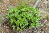 Ligusticum scoticum. Молодое растение. Лоухский р-н, окр. пос. Чкаловский, Белое море, о. Чернышёв. 15.06.2013.