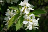 Exochorda serratifolia