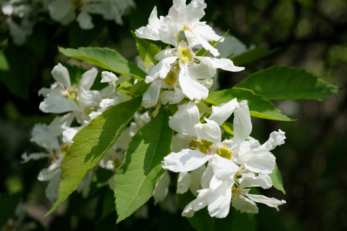 Image of Exochorda serratifolia specimen.