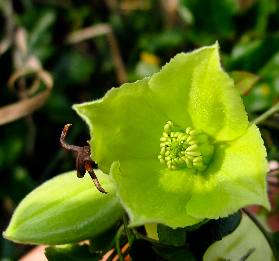 Image of Clematis cirrhosa specimen.