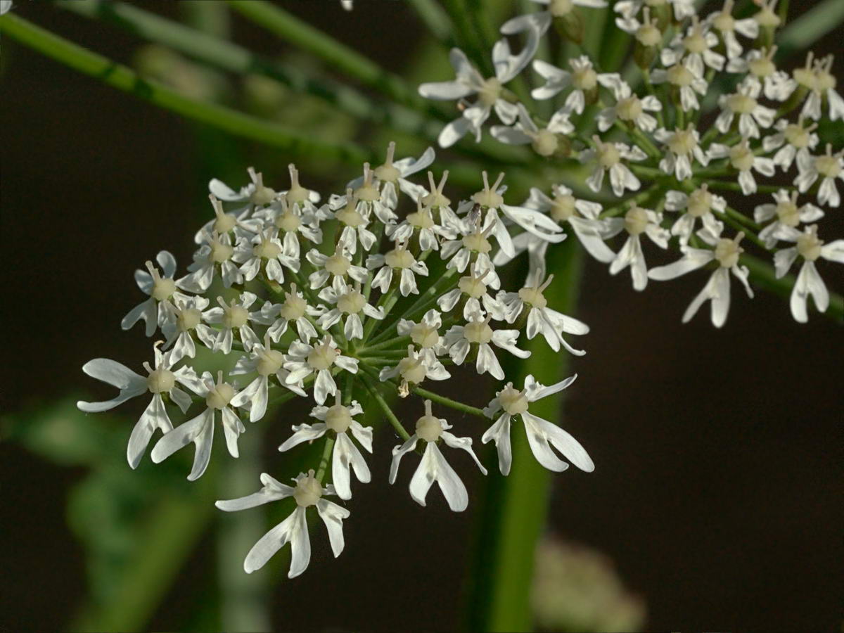 Изображение особи Heracleum sphondylium.