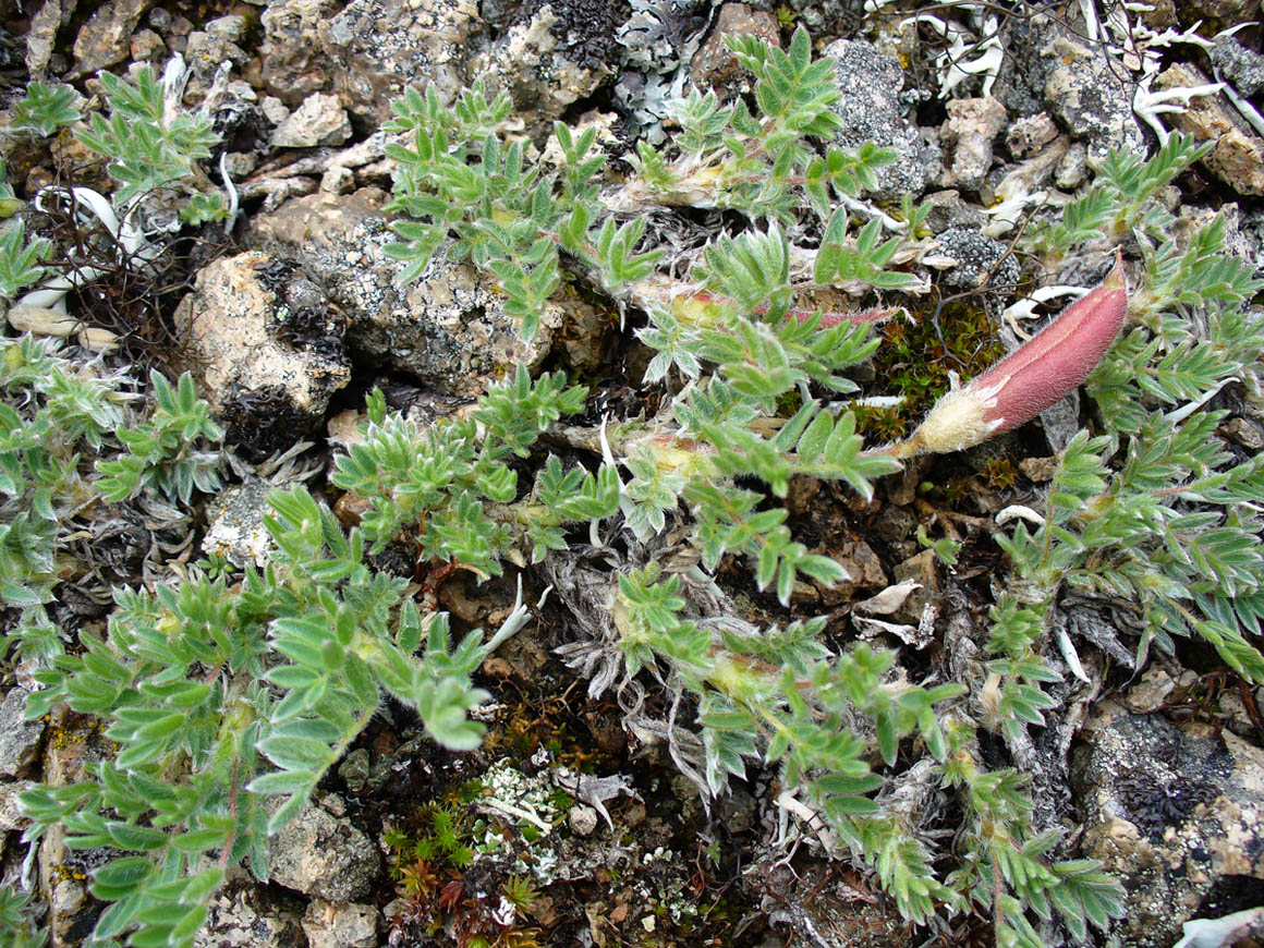 Image of Oxytropis czukotica specimen.