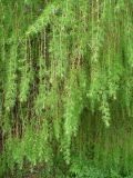 Larix &times; polonica