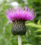 Cirsium heterophyllum