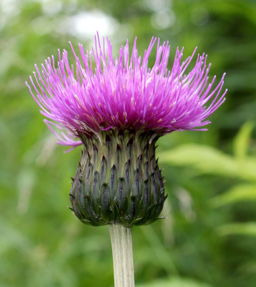 Изображение особи Cirsium heterophyllum.