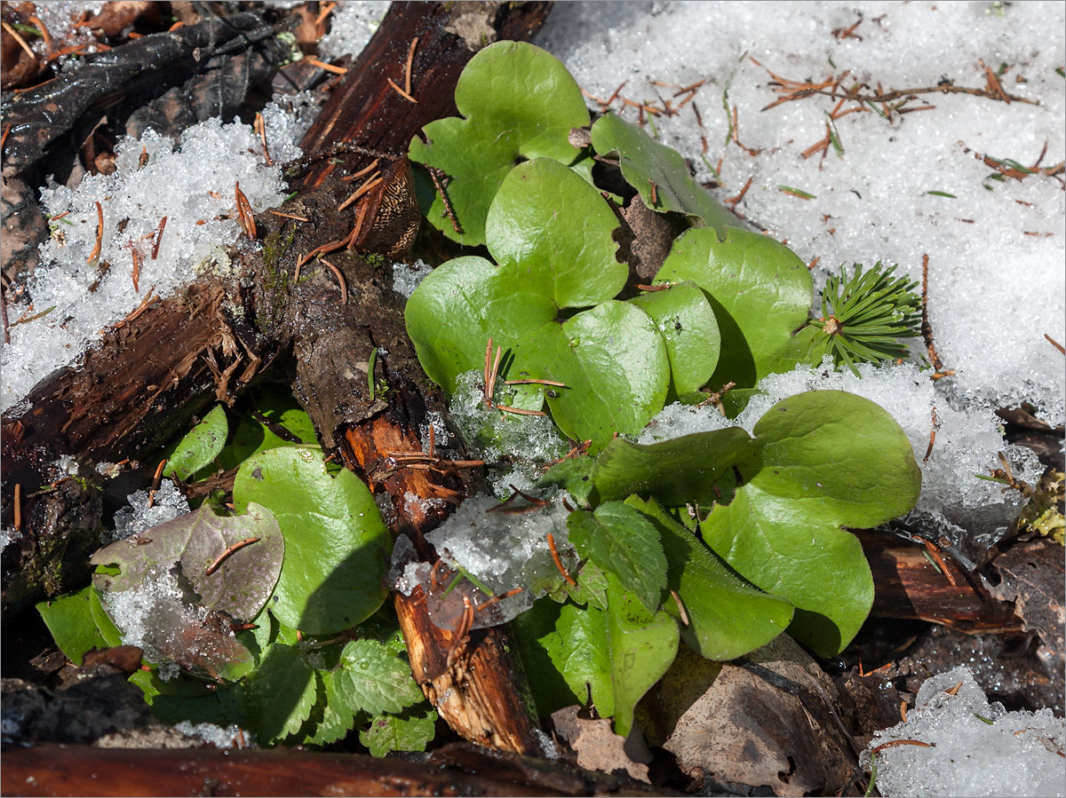 Image of Hepatica nobilis specimen.