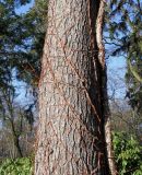 Hydrangea petiolaris. Средняя часть покоящегося растения на стволе Pinus strobus. Германия, г. Bad Lippspringe, Kaiser-Karls Park. 02.02.2014.