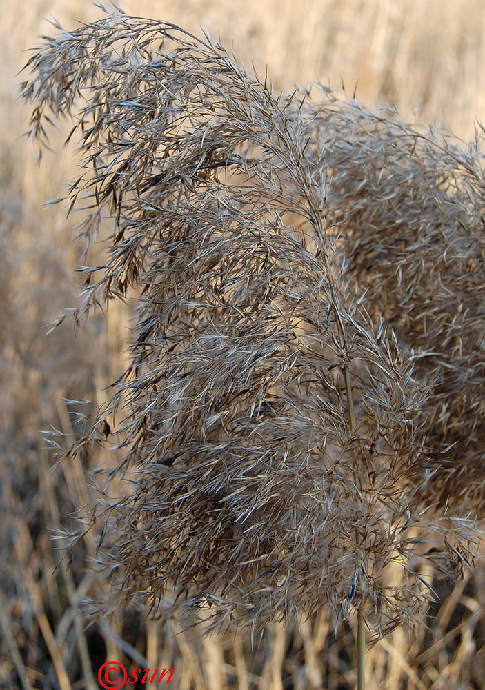 Изображение особи Phragmites australis.