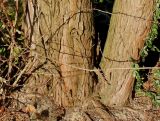 Chamaecyparis pisifera
