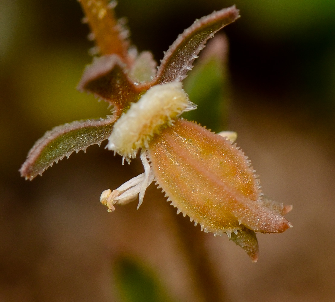 Image of Reseda orientalis specimen.