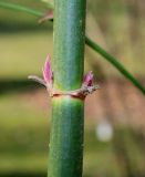 Leycesteria formosa. Средняя часть побега с распускающимися почками. Германия, г. Дюссельдорф, Ботанический сад университета. 13.03.2014.