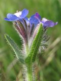 Anchusa azurea. Верхушка цветущего растения. Крым, Севастополь, Сарандинакина балка. 30.04.2014.