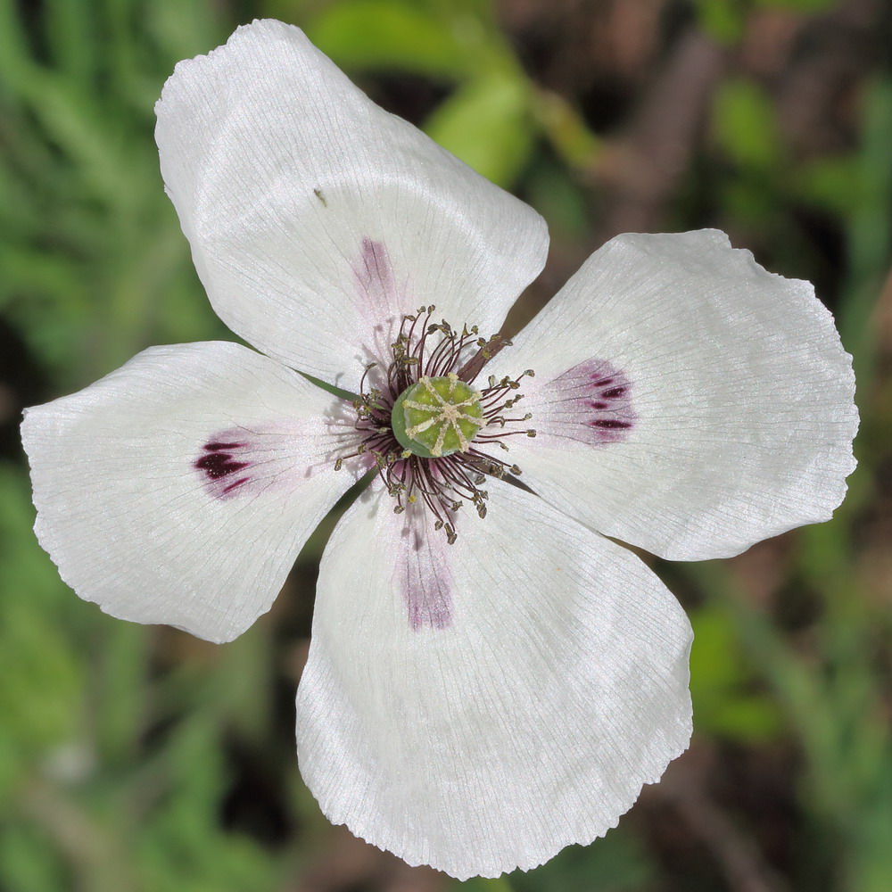 Изображение особи род Papaver.