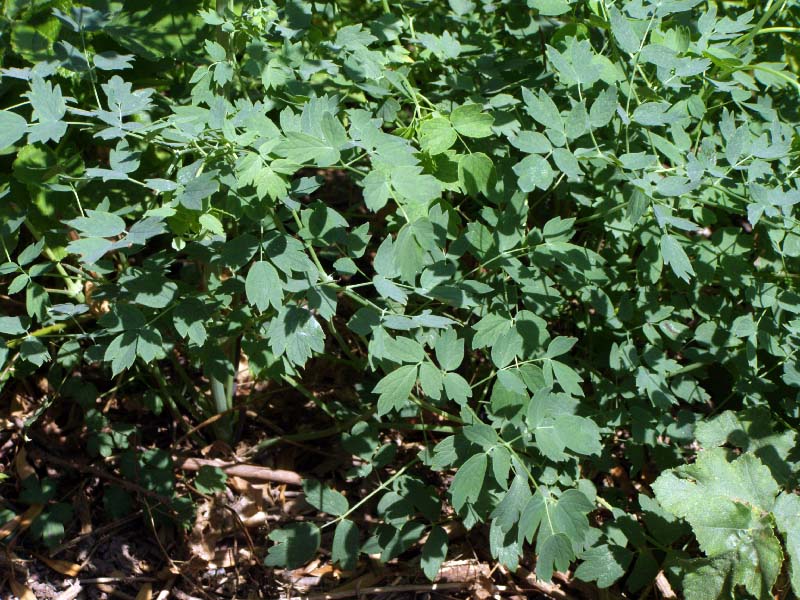 Image of Thalictrum minus specimen.