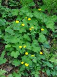 Ranunculus cappadocicus. Цветущие растения. Краснодарский край, Апшеронский р-н, окр. пос. Мезмай, гора Зауда. 30.04.2014.