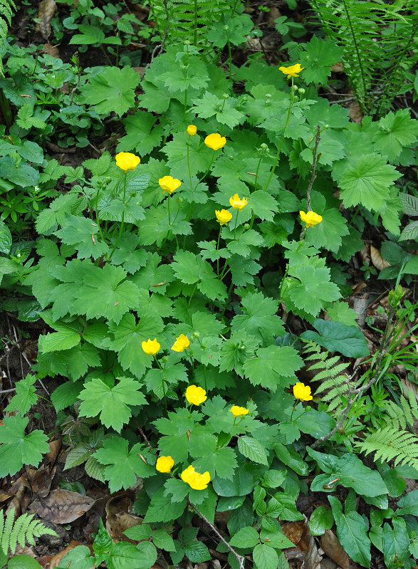 Изображение особи Ranunculus cappadocicus.