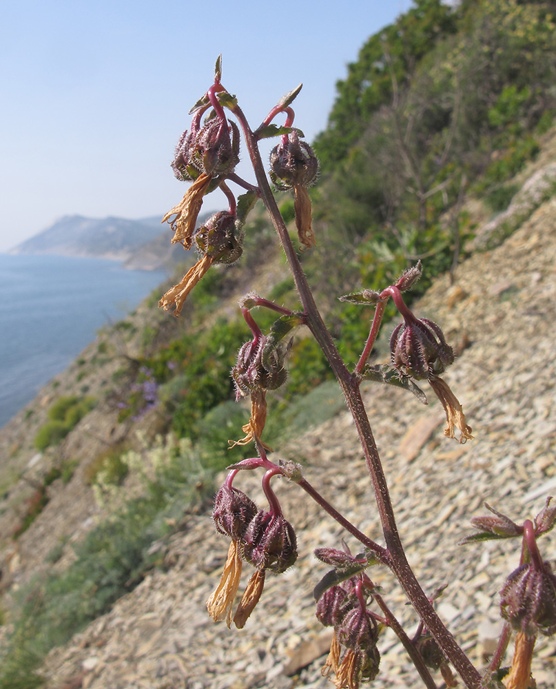 Image of Campanula komarovii specimen.