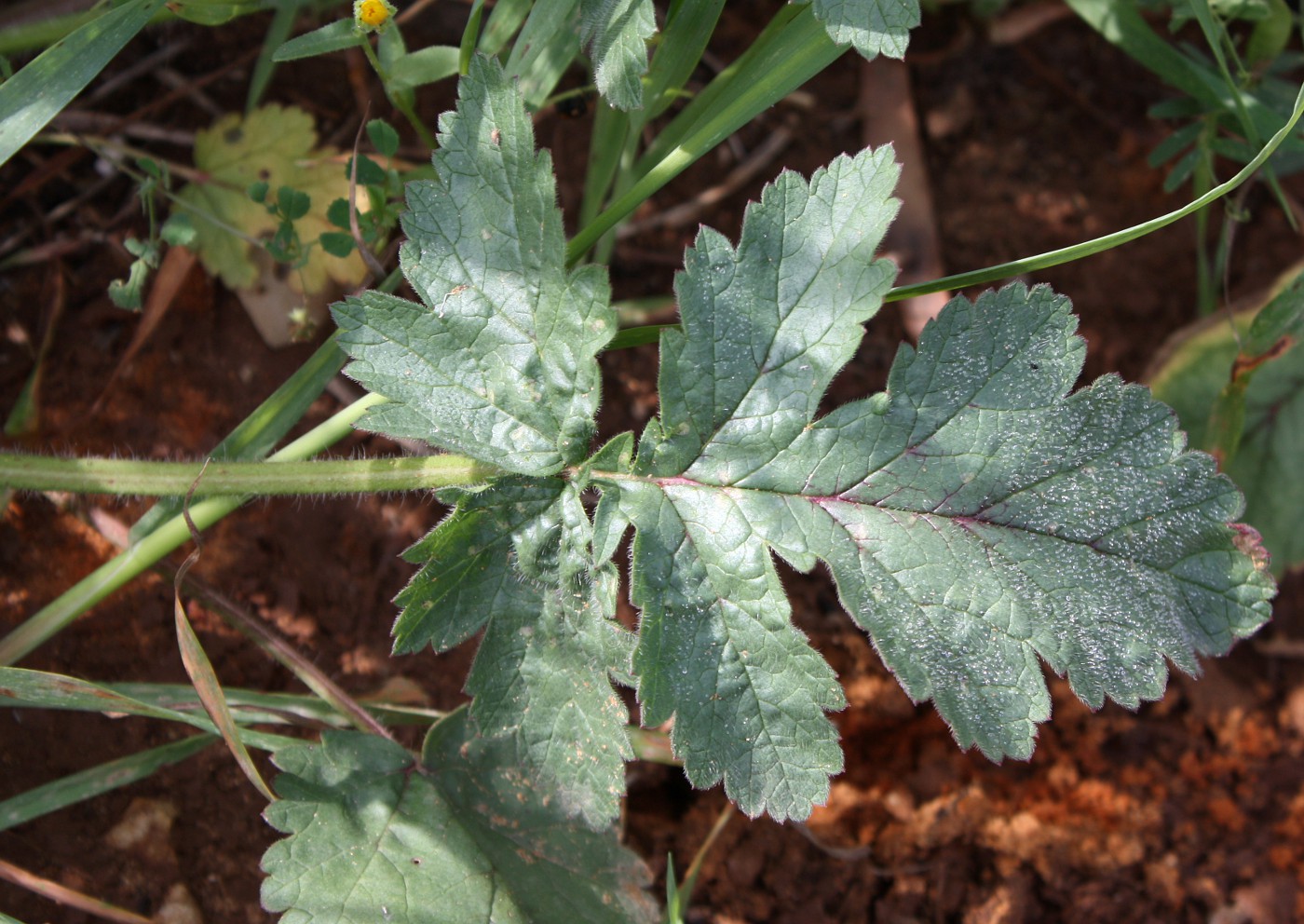 Изображение особи Erodium gruinum.