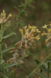 Dendrostellera ammodendron