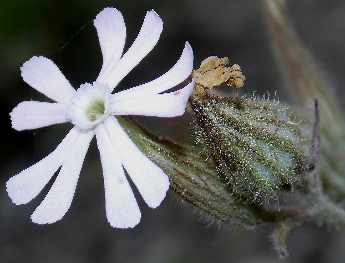 Image of Silene noctiflora specimen.