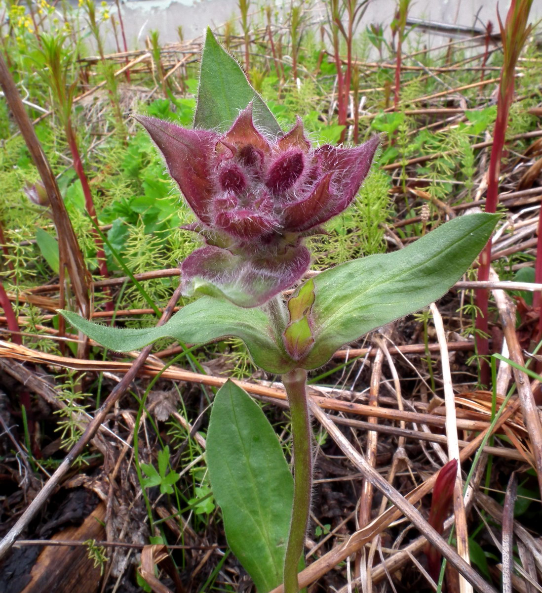 Image of Melandrium lapponicum specimen.