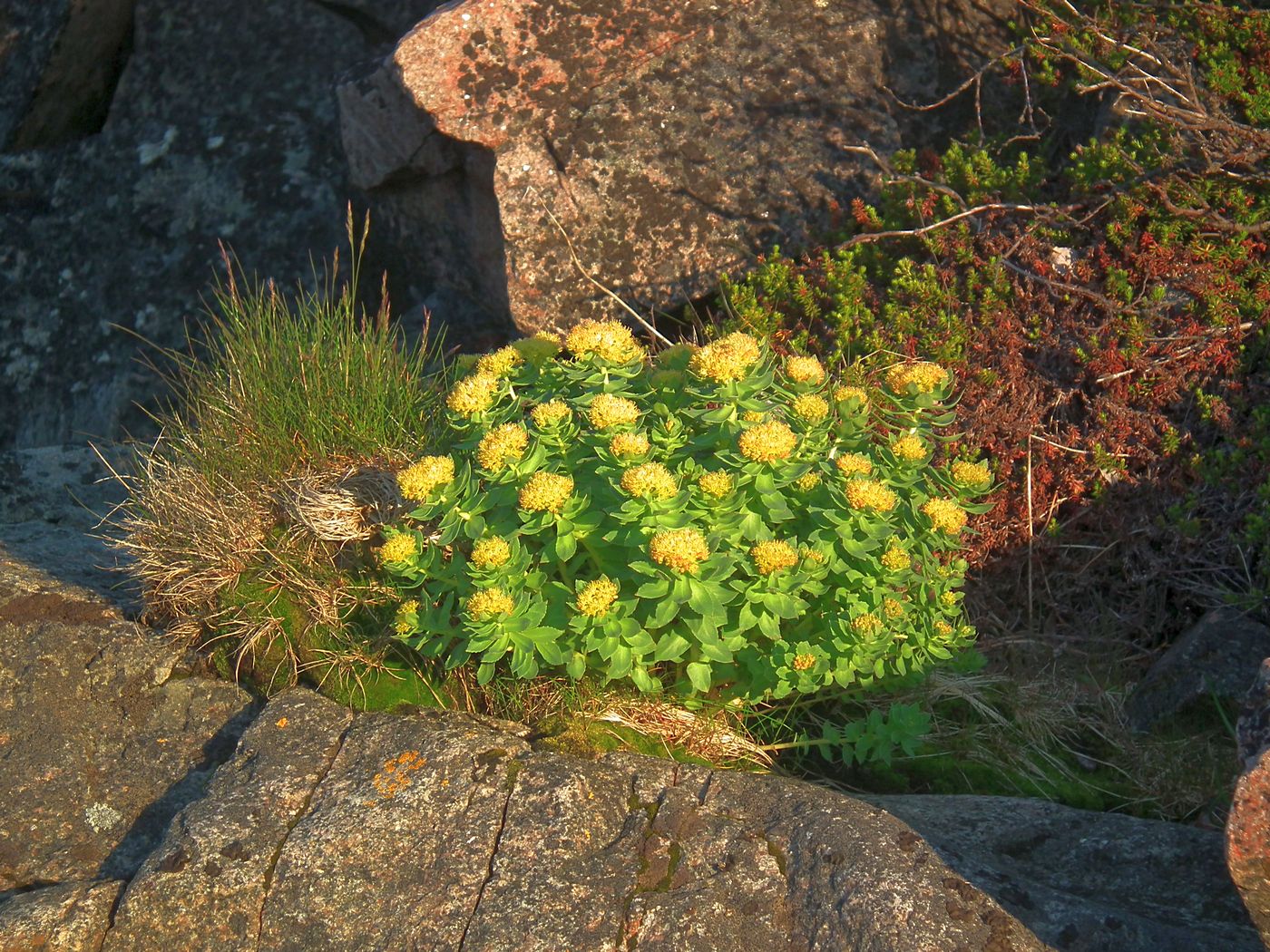 Изображение особи Rhodiola rosea.