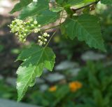 Acer semenovii. Верхушка побега с распускающимся соцветием. Нижний Новгород, дендрарий ботанического сада ННГУ им. Н.И. Лобачевского. 23.05.2014.