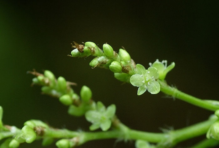 Изображение особи Aconogonon limosum.