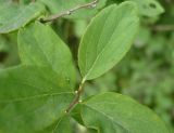 Image of taxon representative. Author is Евгений Носиков
