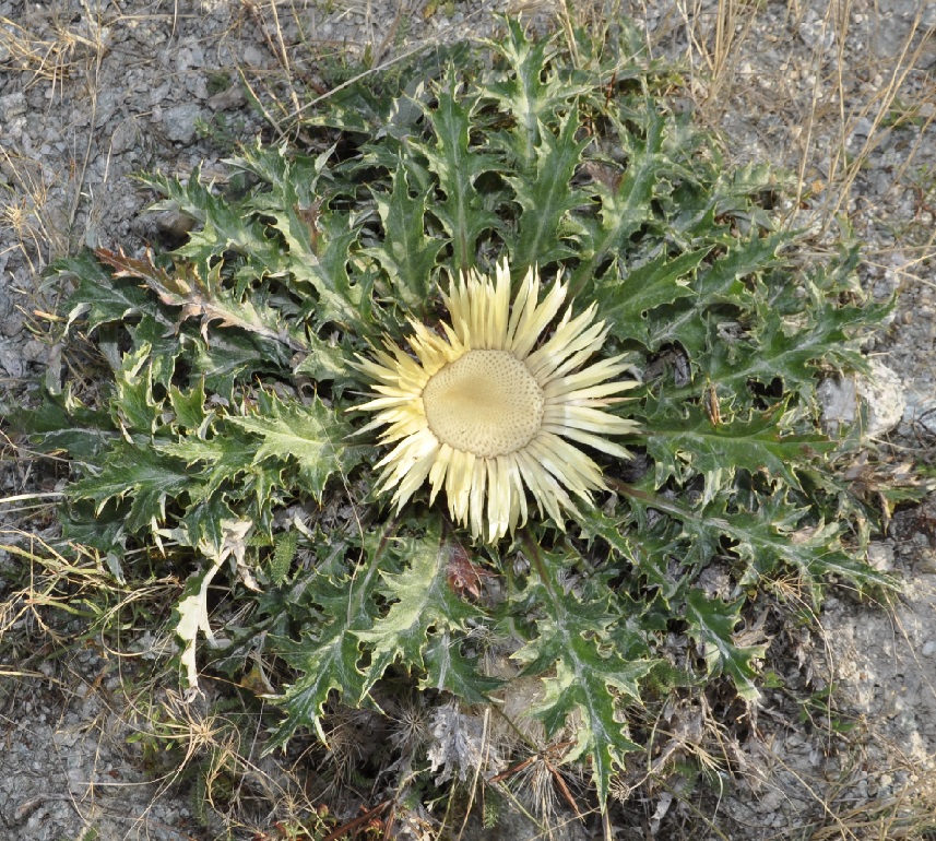 Image of Carlina acanthifolia ssp. utzka specimen.