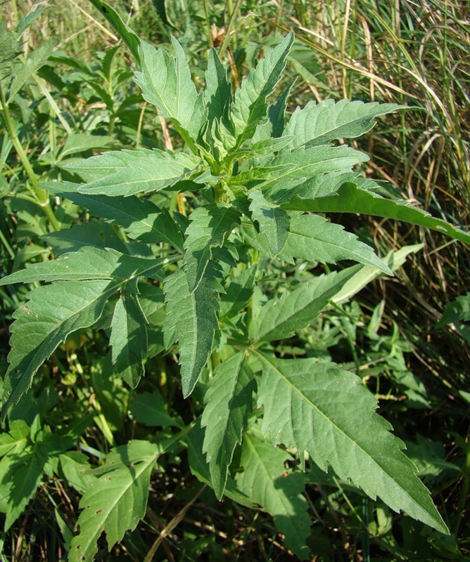 Image of Bidens tripartita specimen.