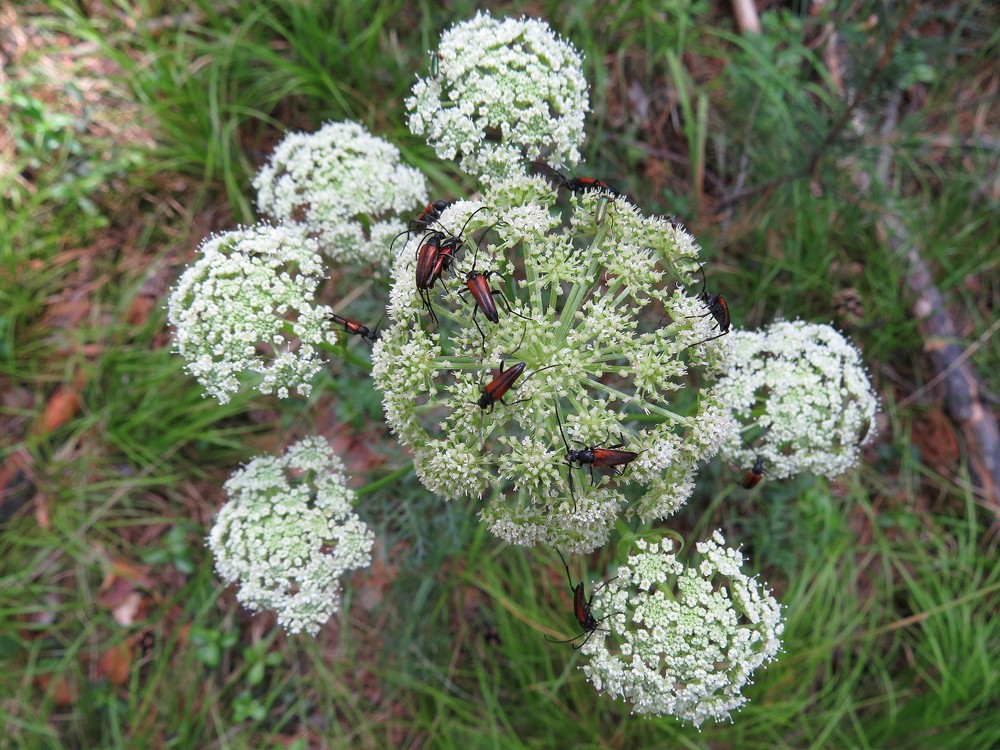 Image of Kadenia dubia specimen.