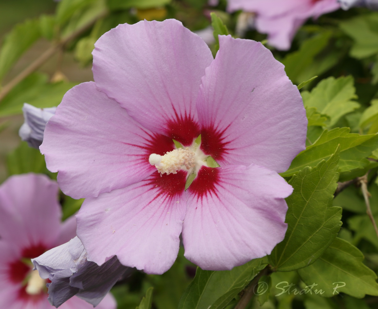 Image of Hibiscus syriacus specimen.