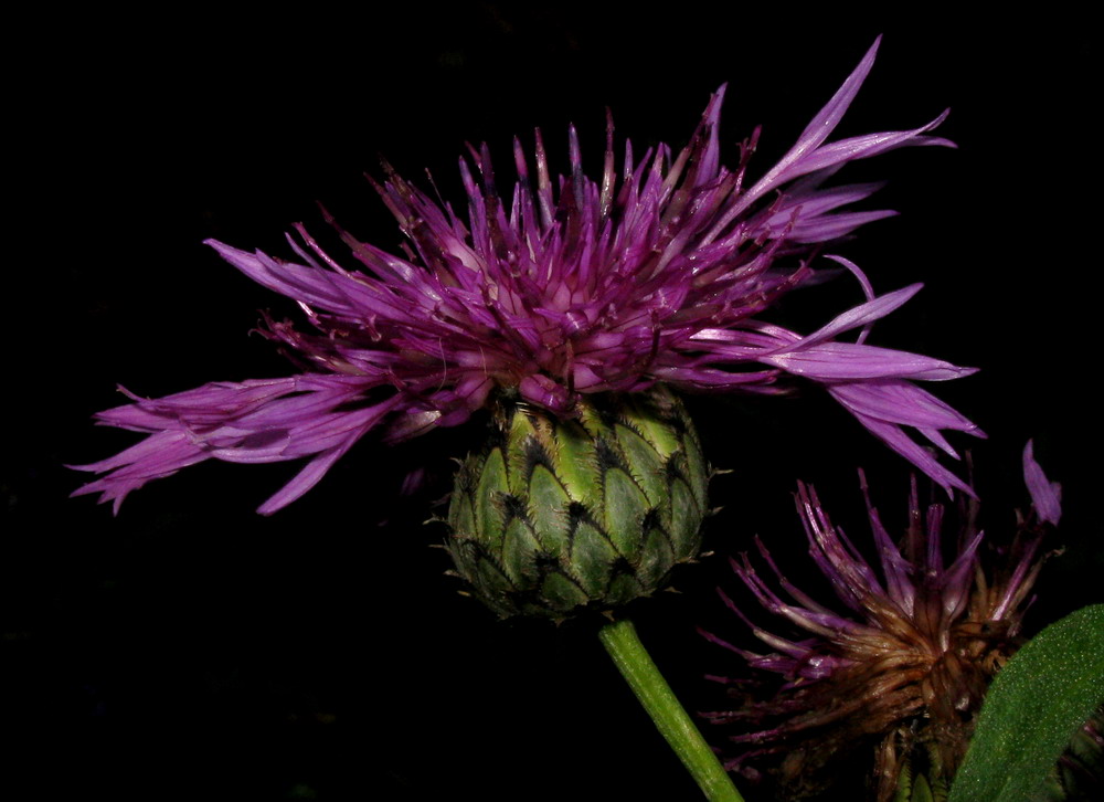 Изображение особи Centaurea scabiosa.